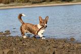 CORGI CARDIGAN 137